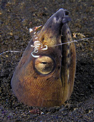 Snake eel and cleaner shrimp, Lembeh by Doug Anderson 